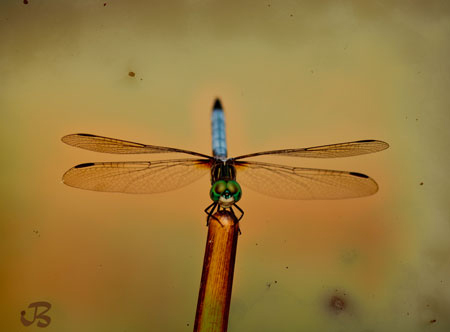 dragonfly