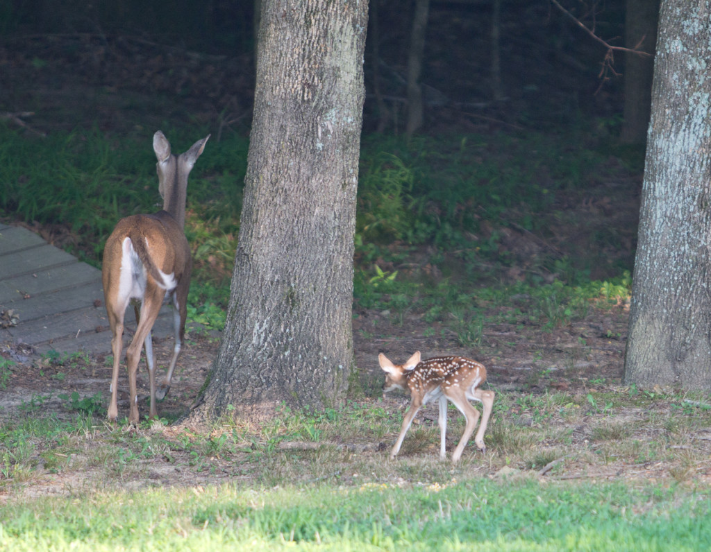 Very clumsy fawn