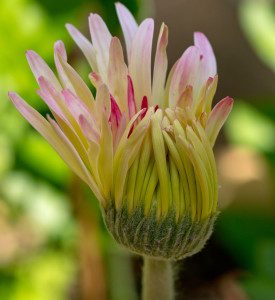 gerbera