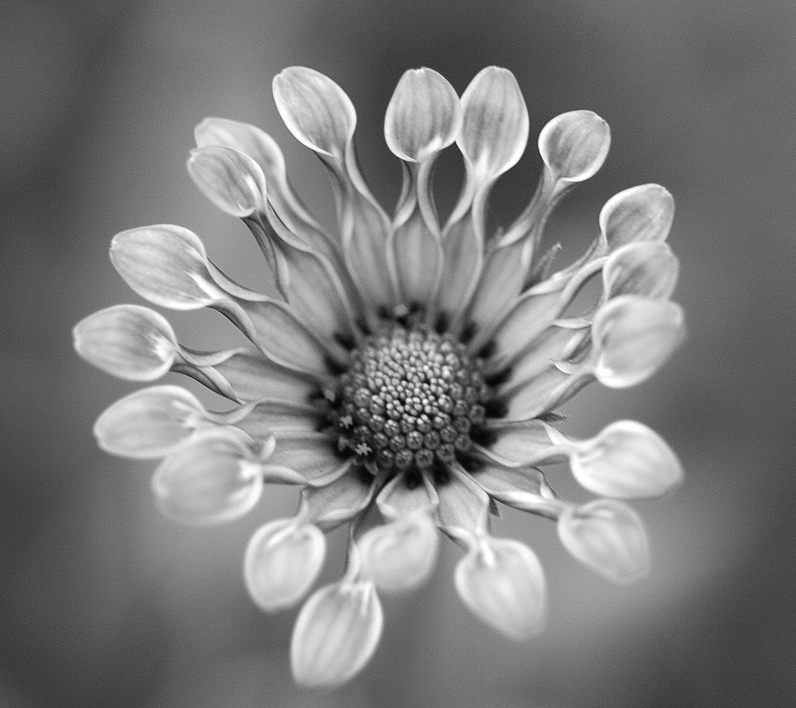 bwflower