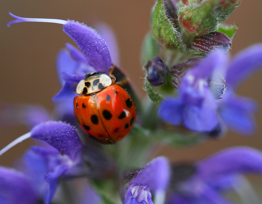 ladybug