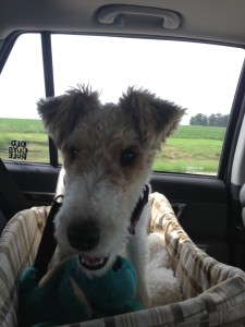 Charlie in his carseat right after we picked him up