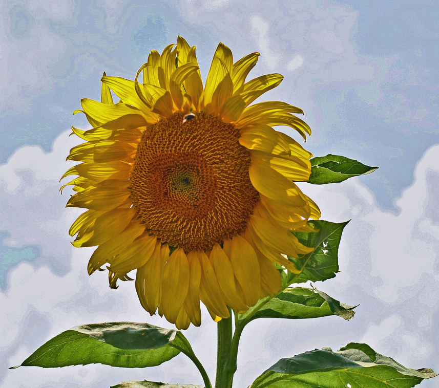 sunflower