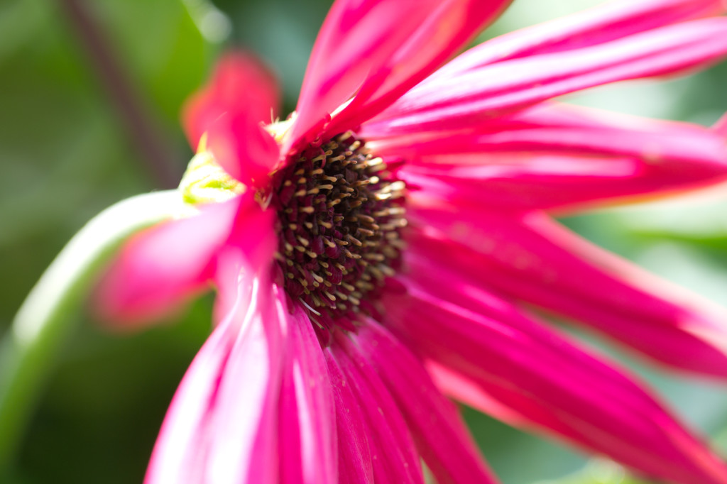 gerbera