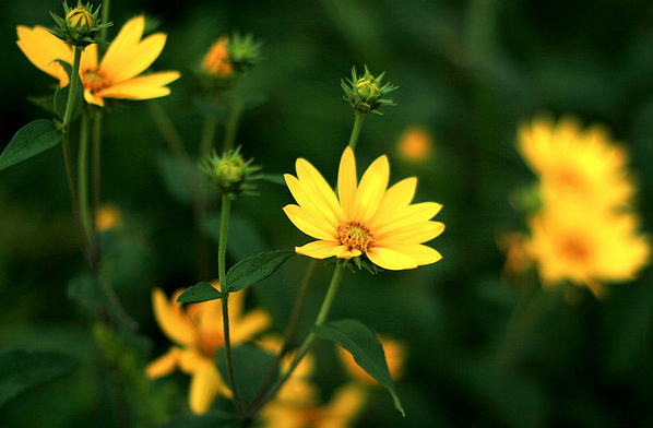 Coreopsis