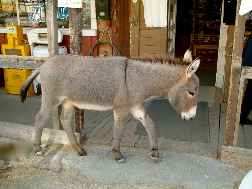 Oatman, AZ