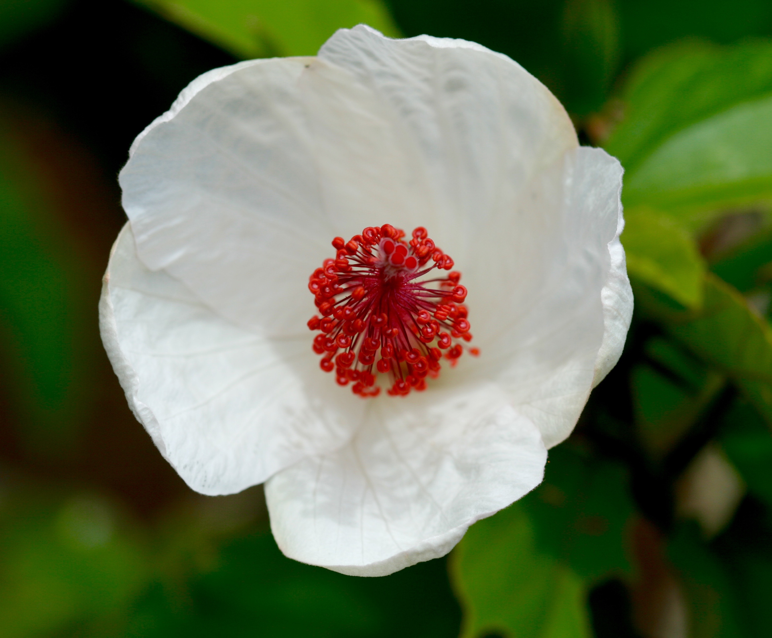 Hibiscus