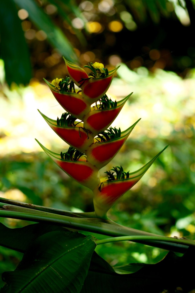 heliconia