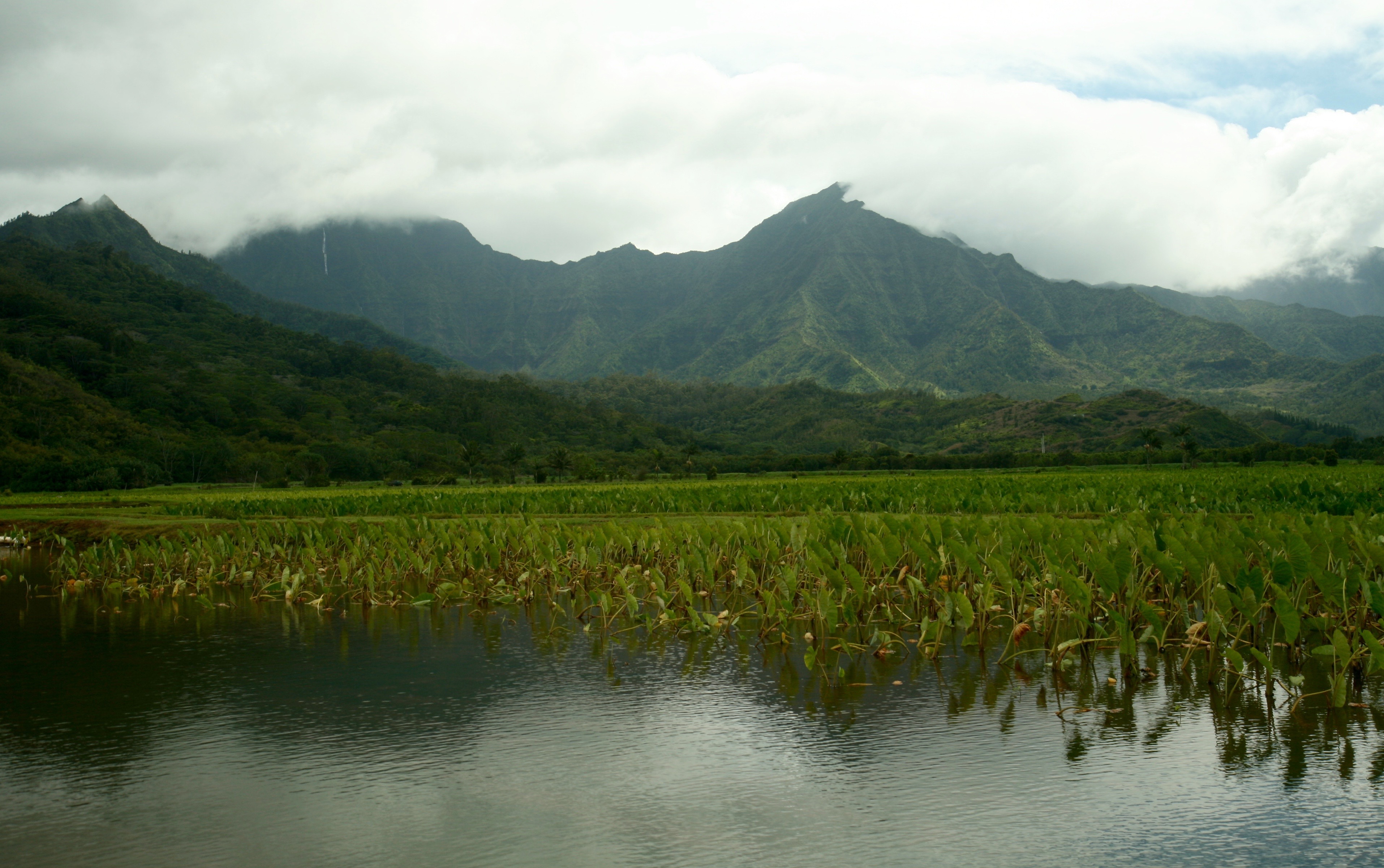 taro field