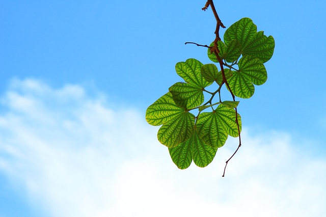 tree branch photo