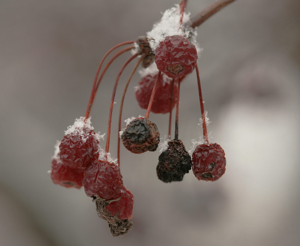 snow-berries_3216227139_o